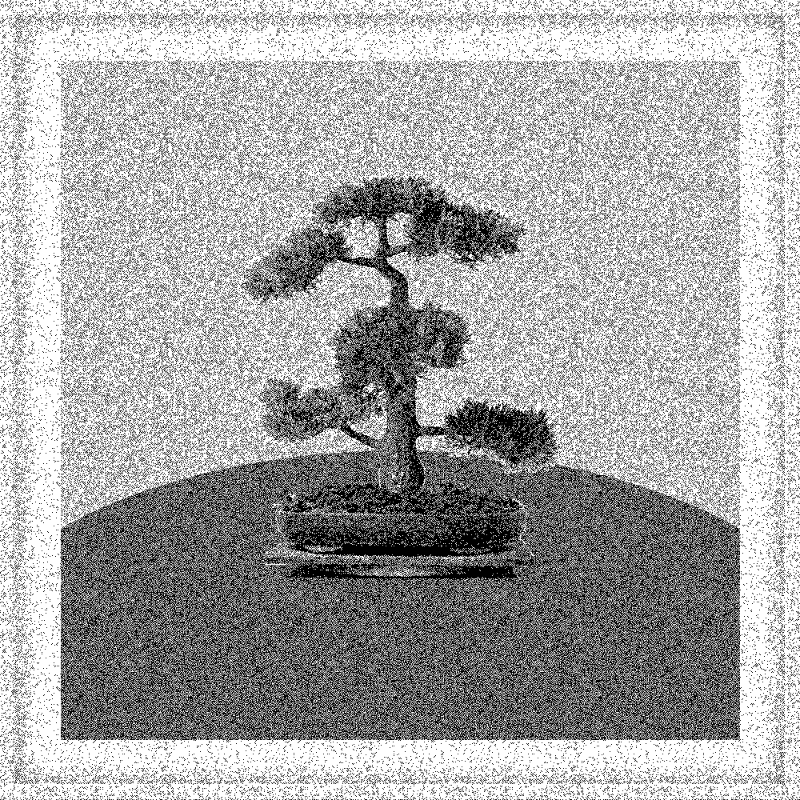 Bonsai Bonanza #822