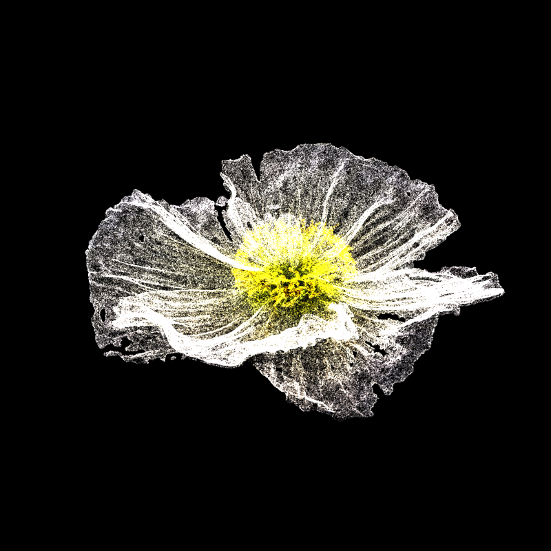 White Poppy 30 #126