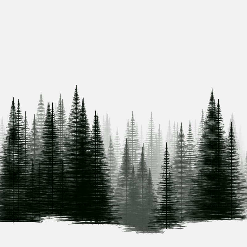 Pine trees in the cold