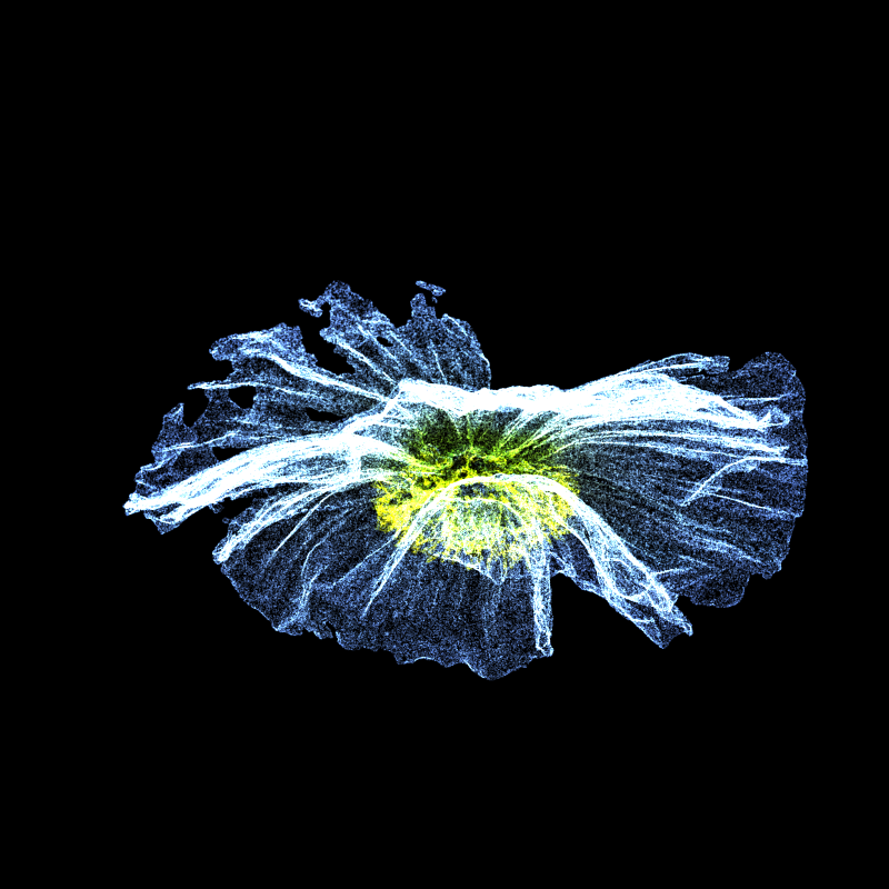 White Poppy 30 #13