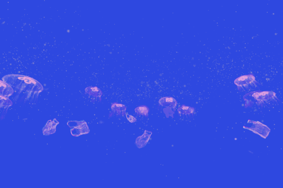 Turtle Vision #175