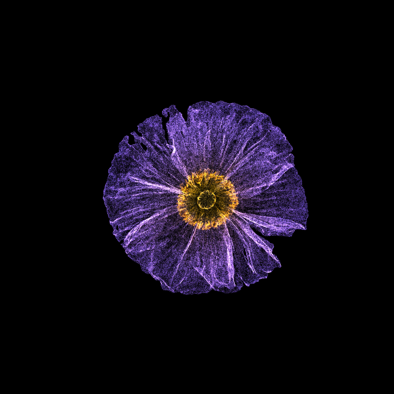 White Poppy 30 #206
