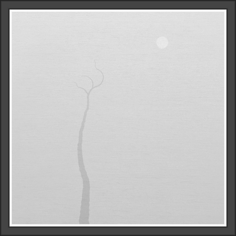 The Foggy Trees #156