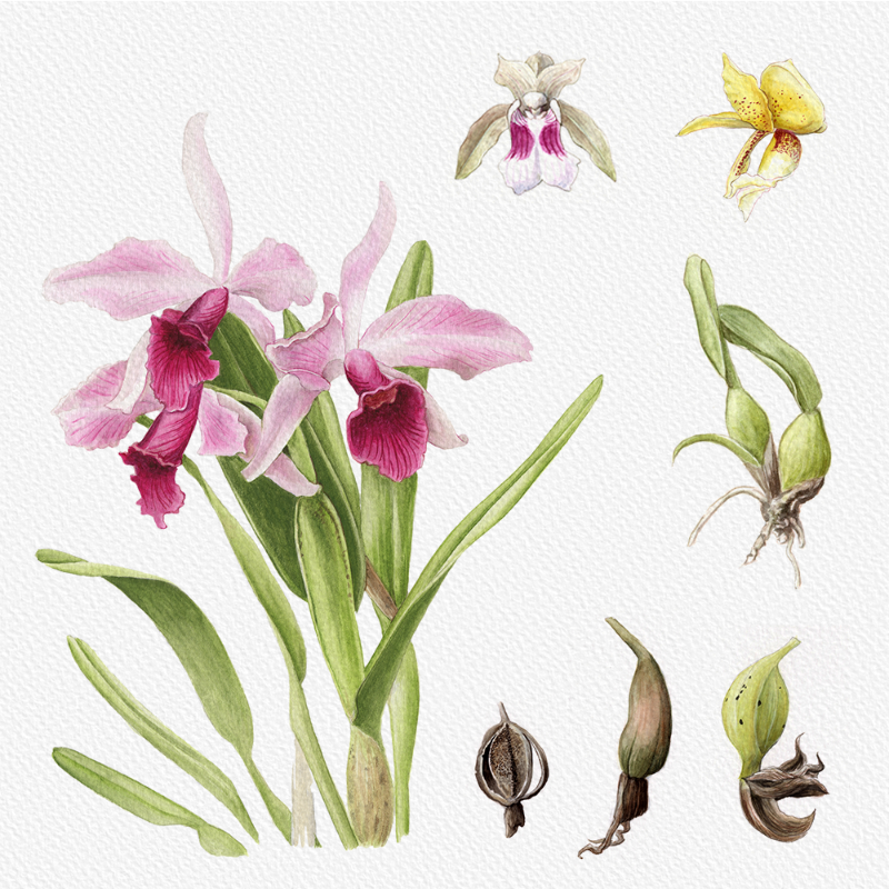 Botanical Illustration - Orchids 1 #88