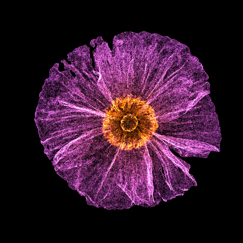 White Poppy 30 #4