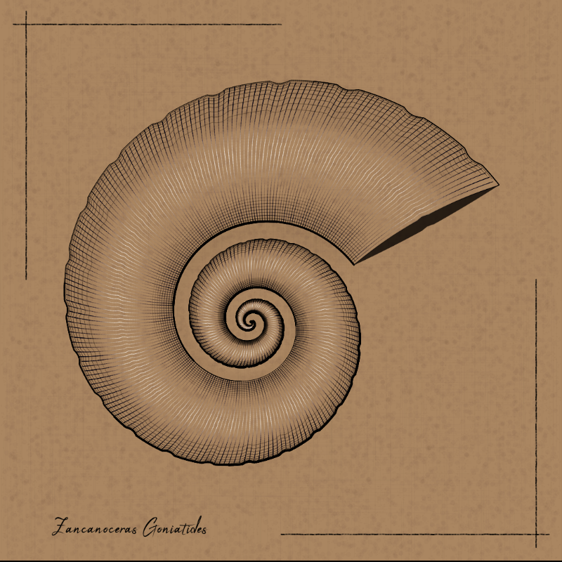 Ammonites #56