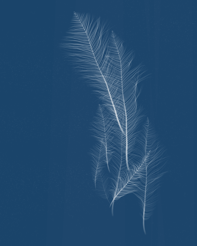 Cyanotypes #151