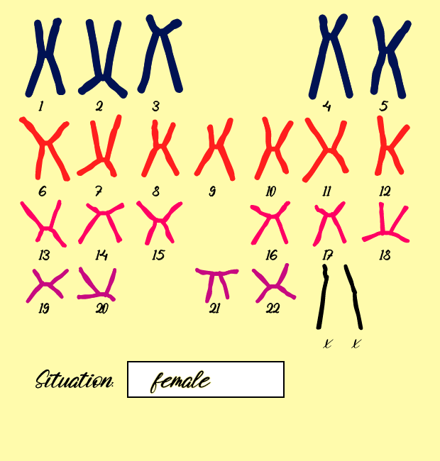 "Karyotype" #2