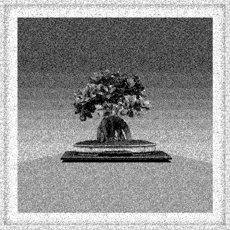Bonsai Bonanza #371