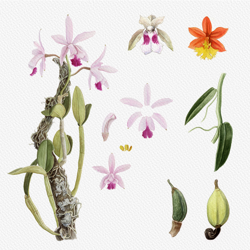 Botanical Illustration - Orchids 1 #91