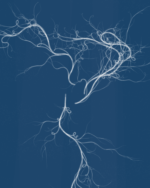 Cyanotypes #18