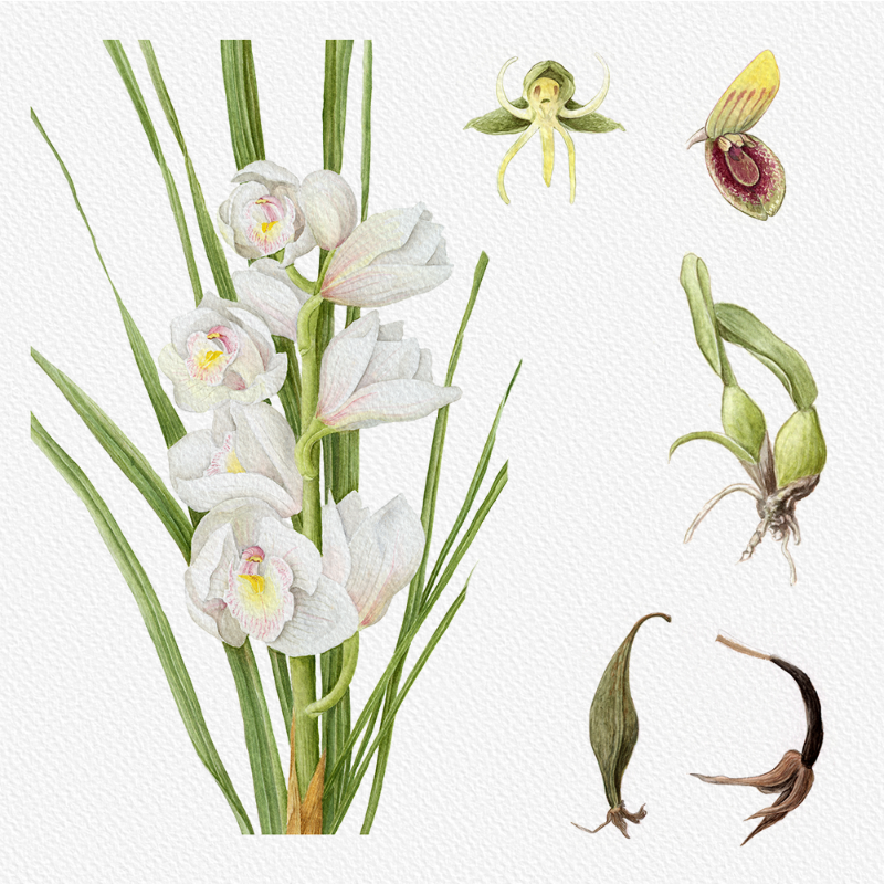 Botanical Illustration - Orchids 1 #93