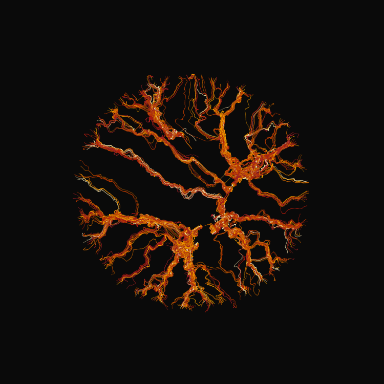 Ginseng #84