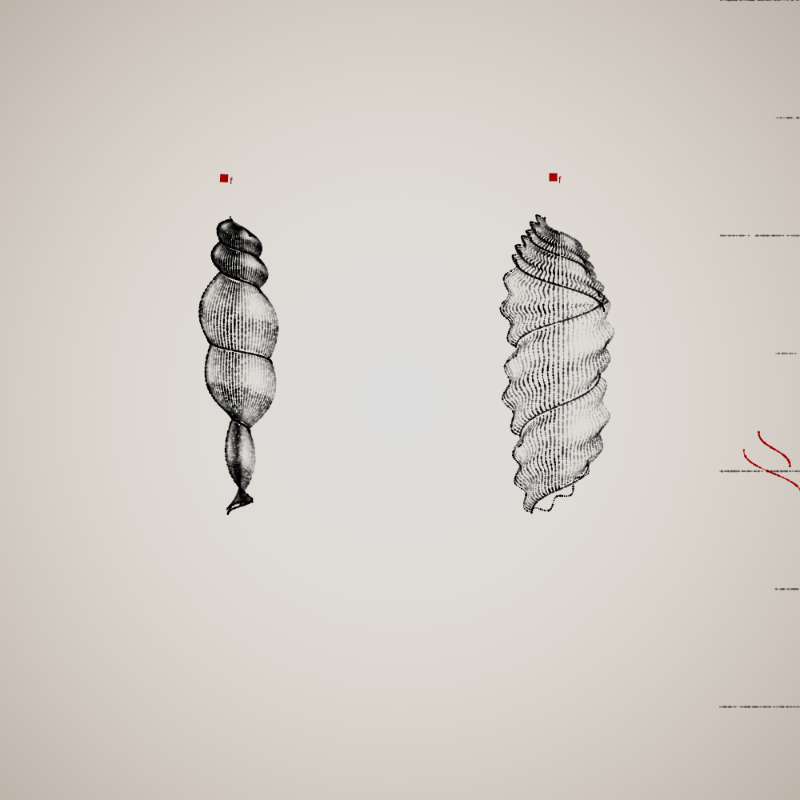 Two Specimen #151