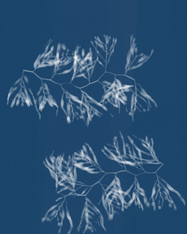 Cyanotypes #62