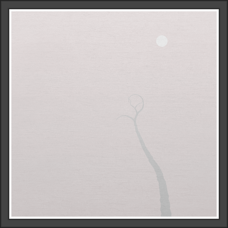 The Foggy Trees #9