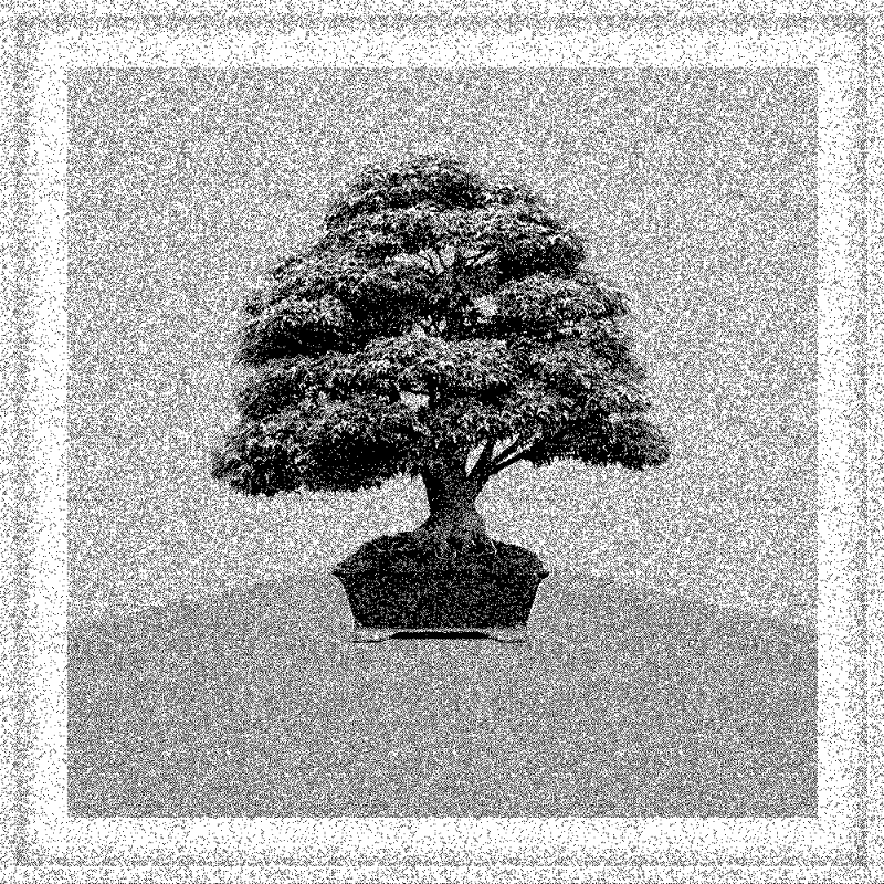 Bonsai Bonanza #243