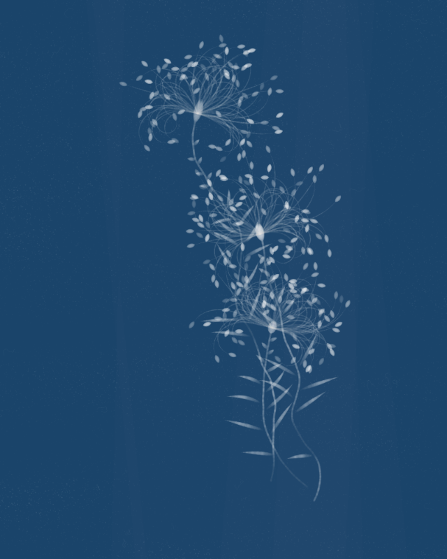 Cyanotypes #261