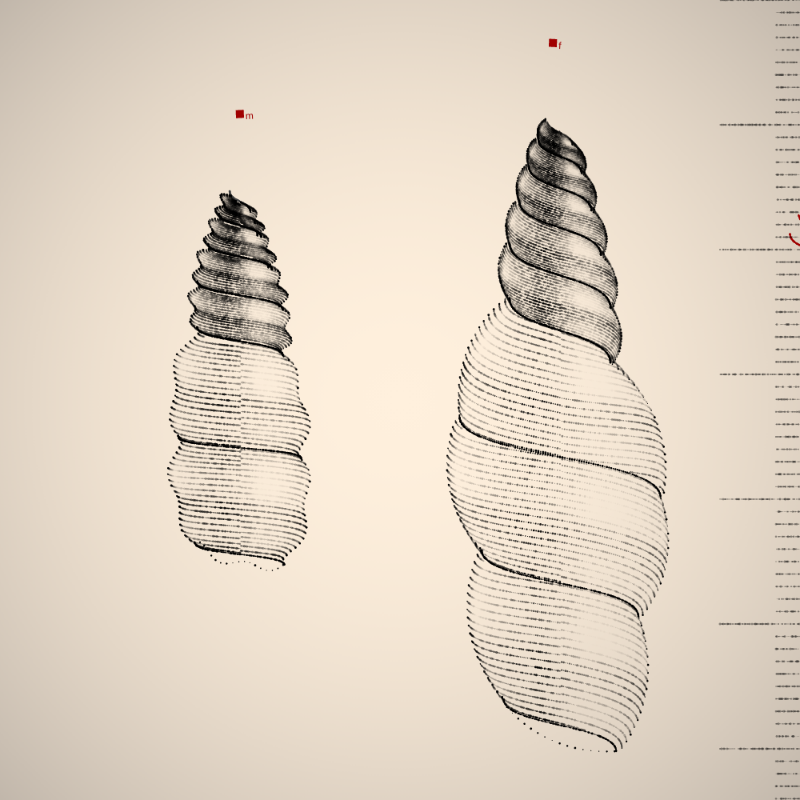 Two Specimen #215