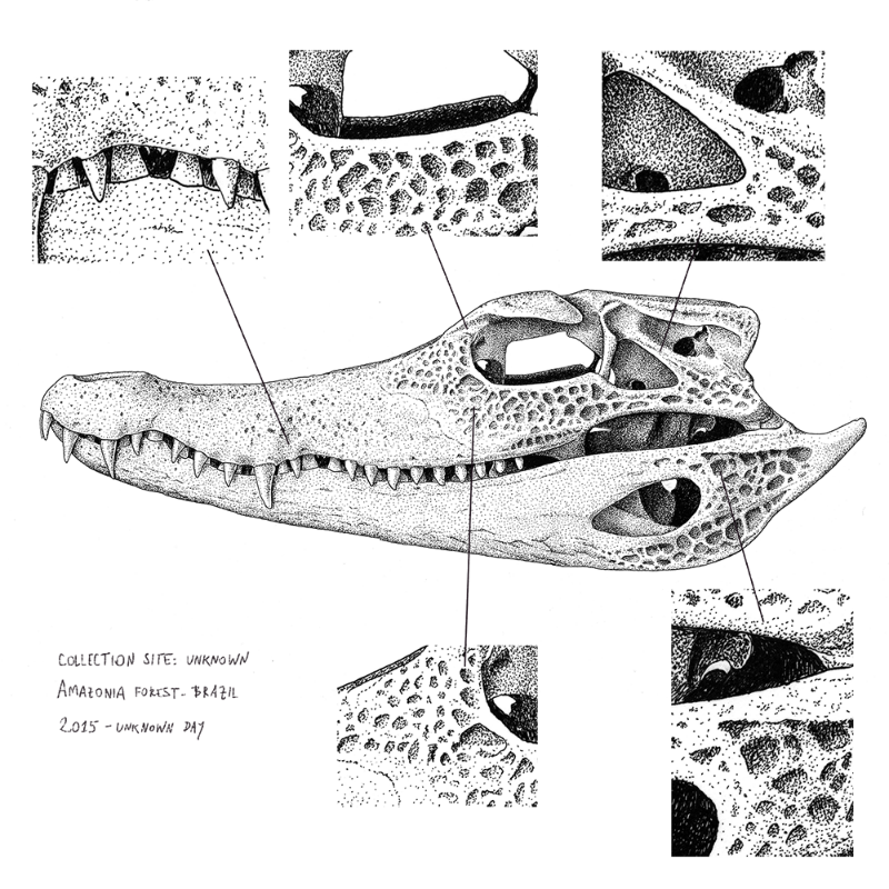 Paleosuchus trigonatus (skull) #17