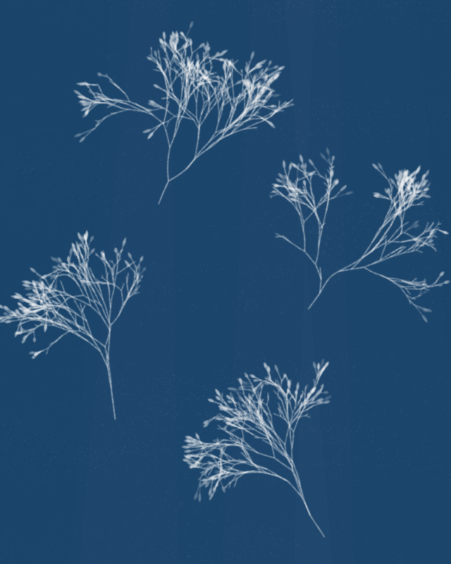 Cyanotypes #272