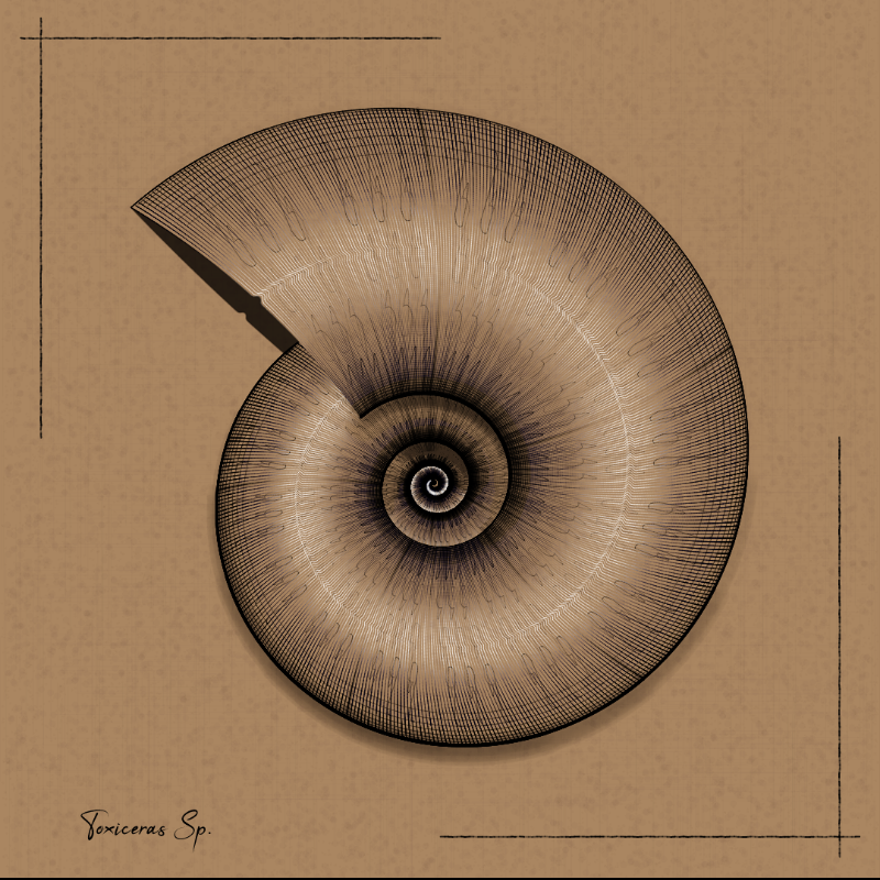 Ammonites #4