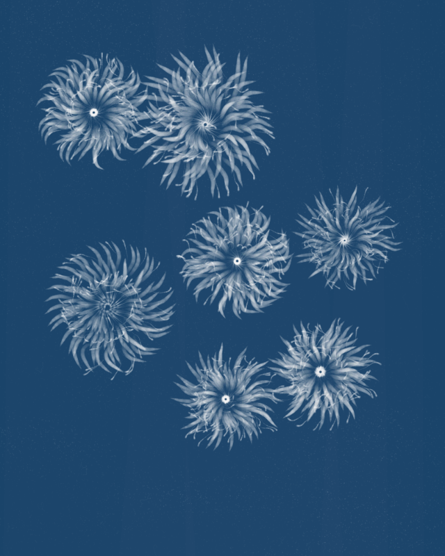 Cyanotypes #168