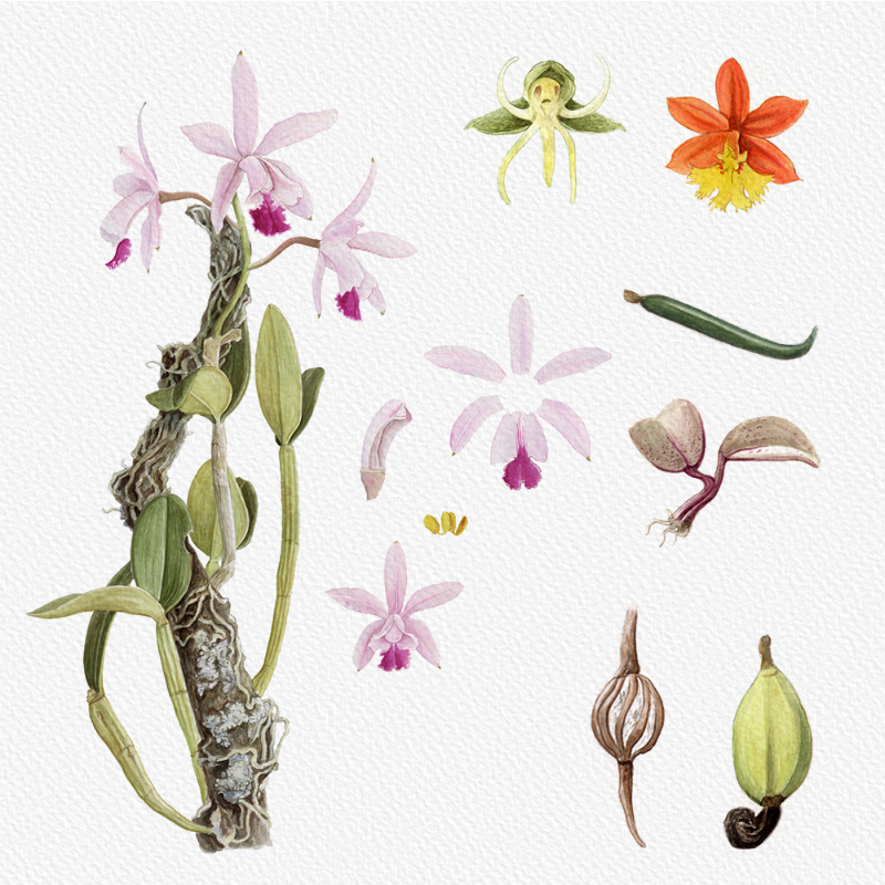 Botanical Illustration - Orchids 1 #18