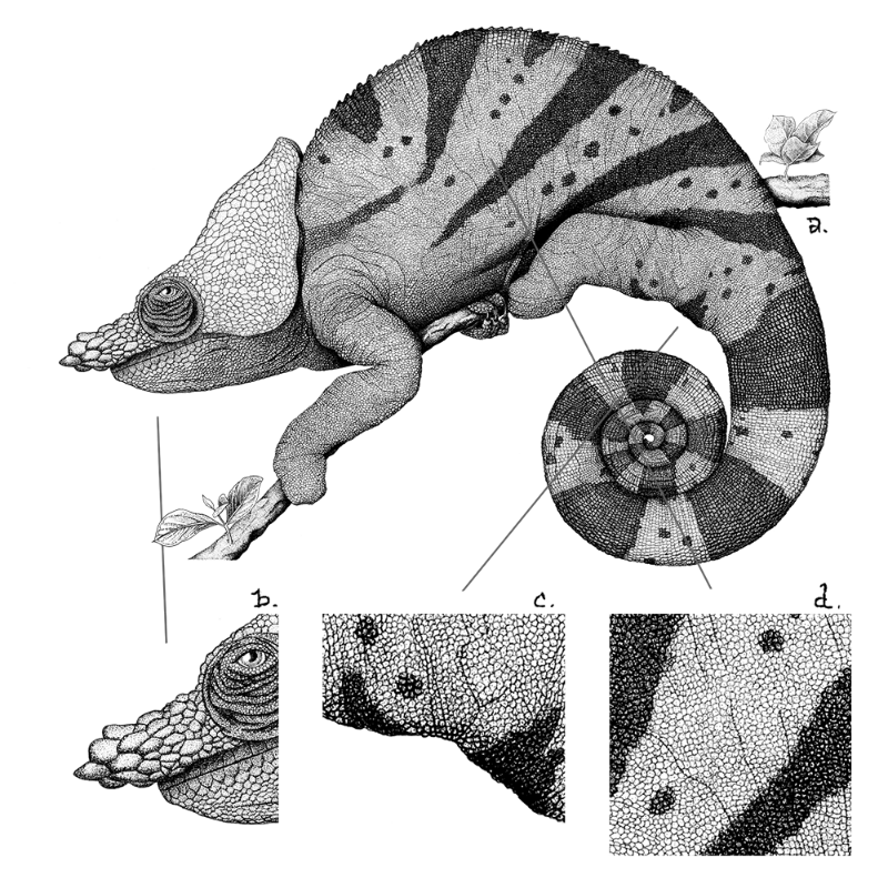 Chameleon - plante 1