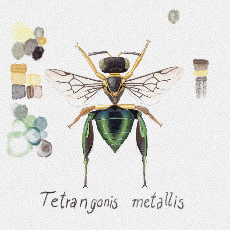 Randomic Brazilian Bees  #8