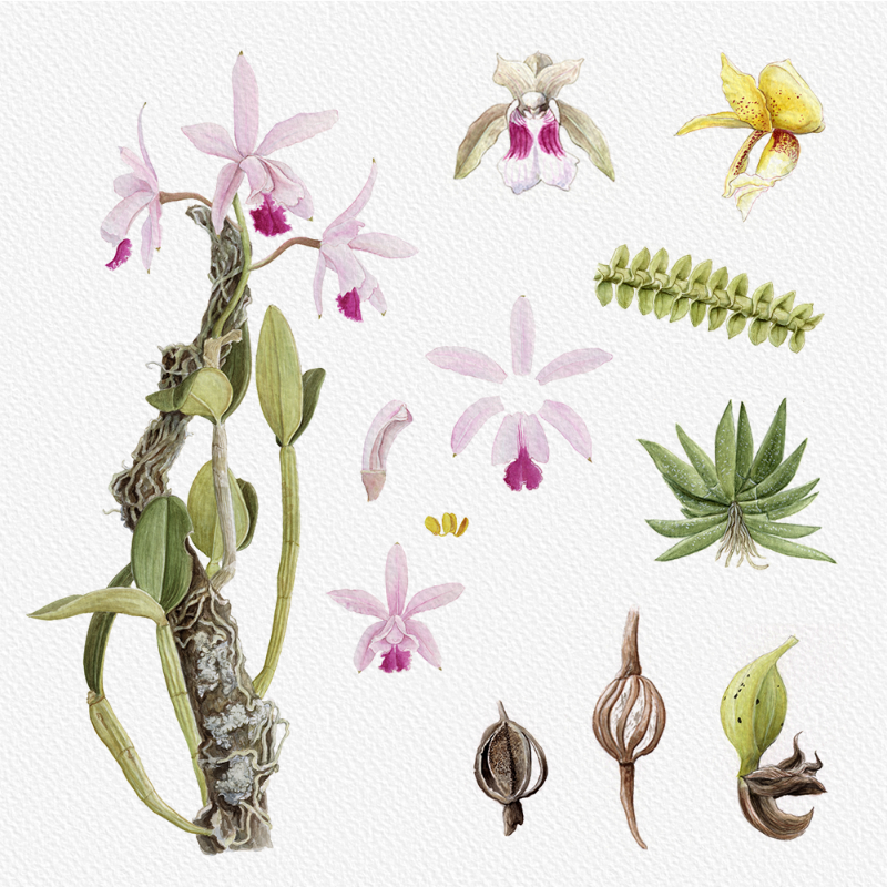 Botanical Illustration - Orchids 1 #56