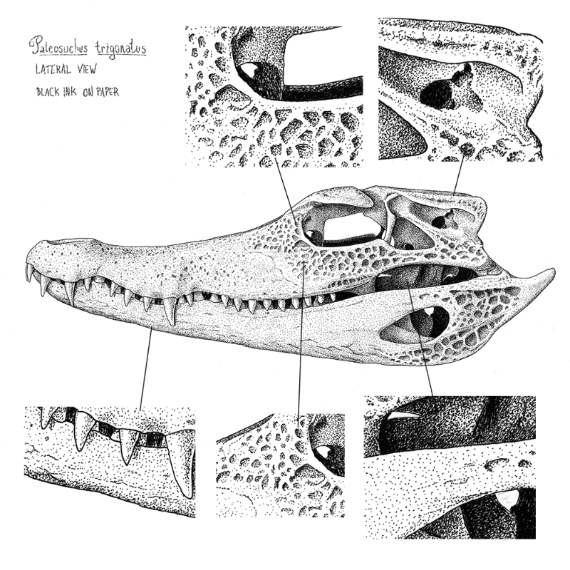 Paleosuchus trigonatus (skull) #21