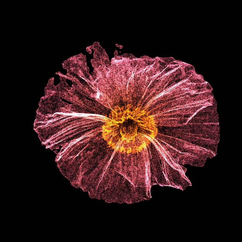 White Poppy 30 #79