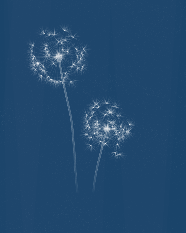 Cyanotypes #171