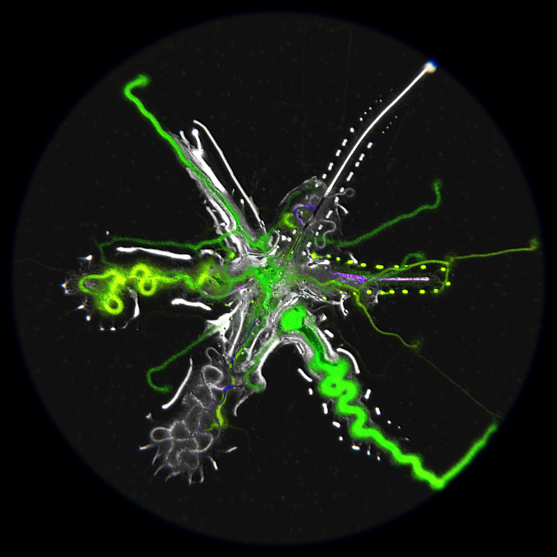 Ethereal Microcosm #170