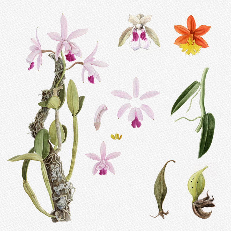 Botanical Illustration - Orchids 1