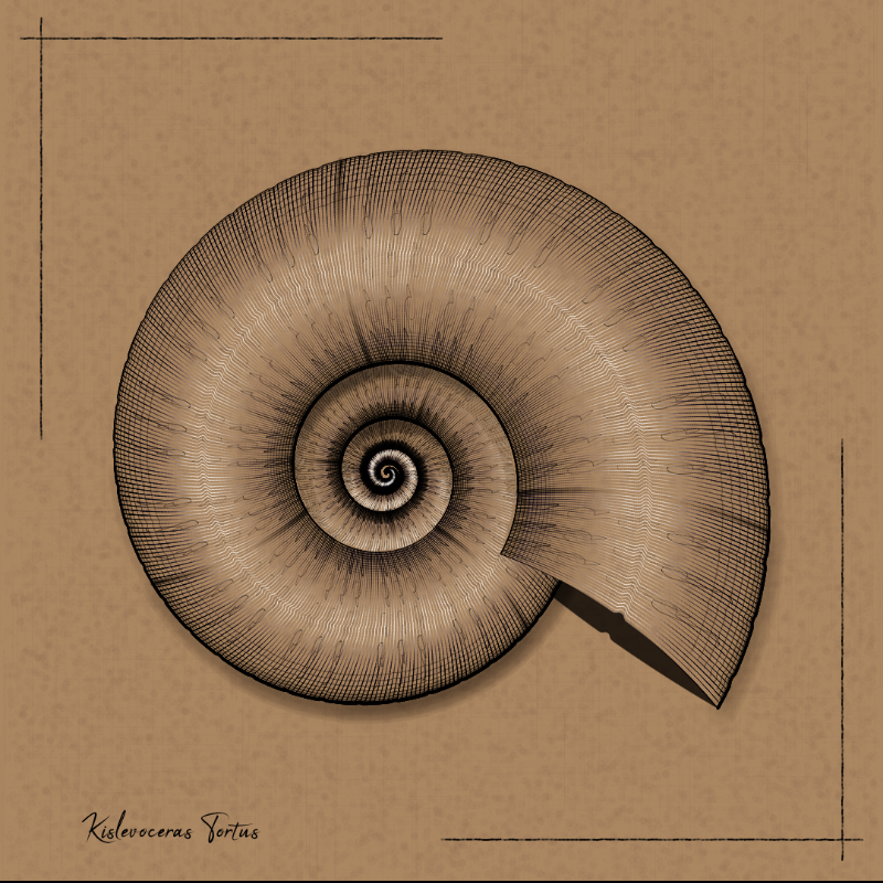 Ammonites #55