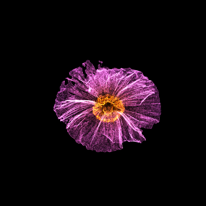 White Poppy 30 #161