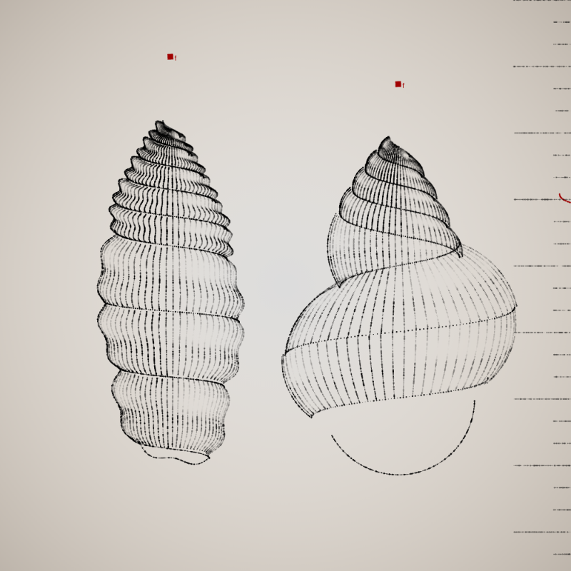 Two Specimen #74