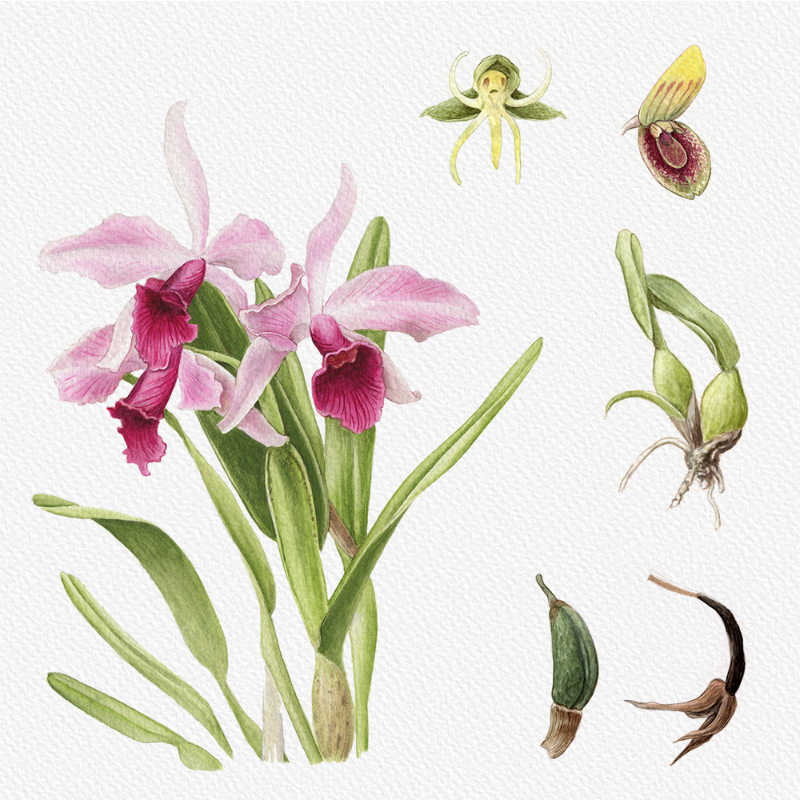 Botanical Illustration - Orchids 1 #78