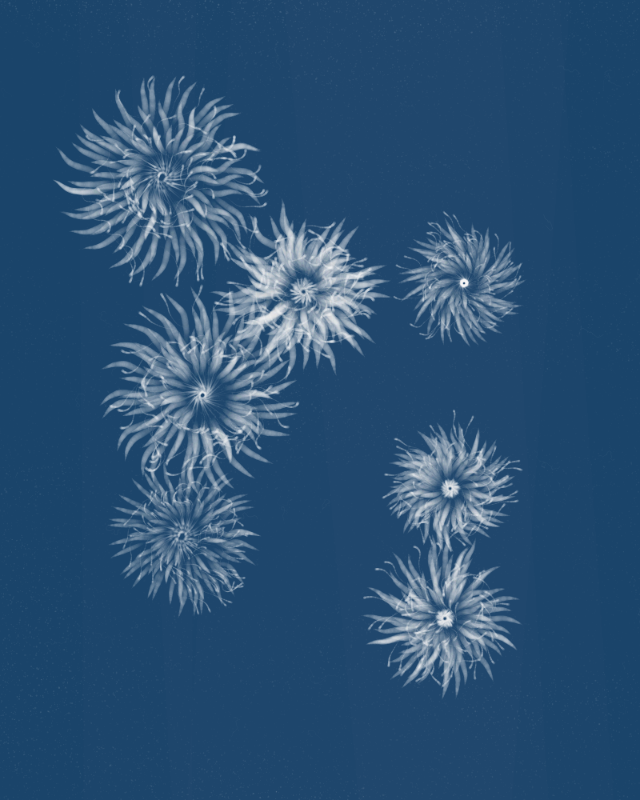 Cyanotypes #110