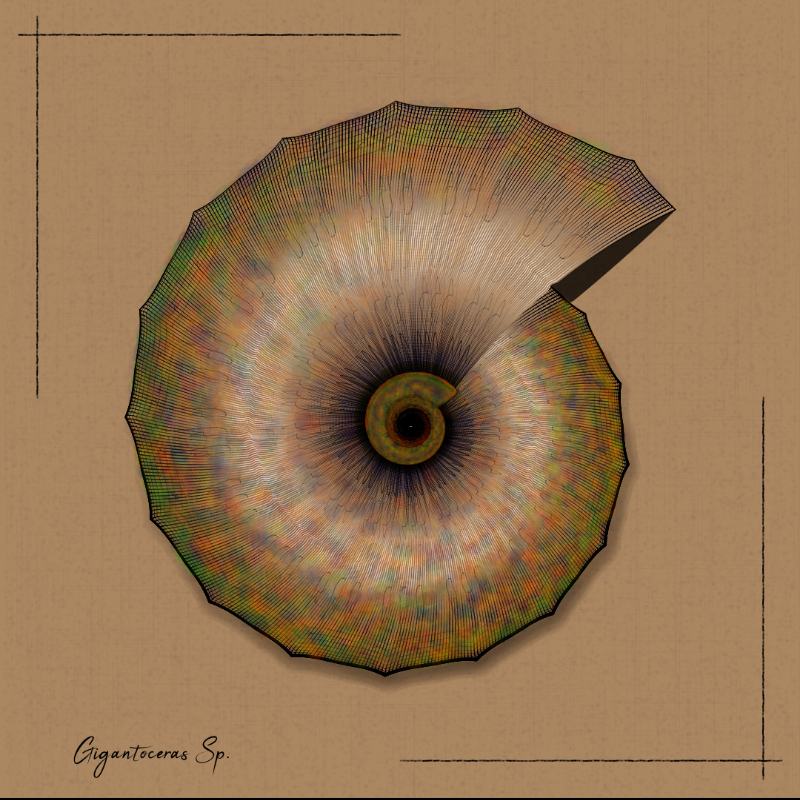 Ammonites #109