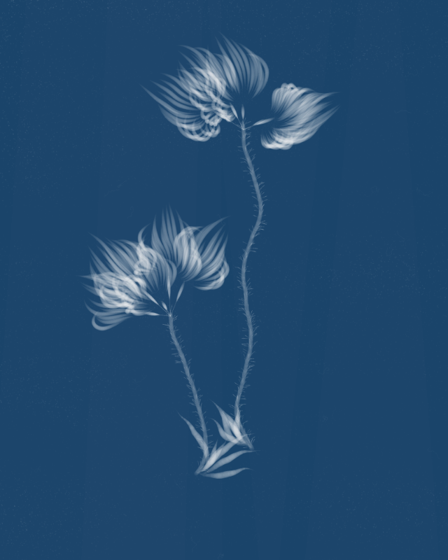 Cyanotypes #42