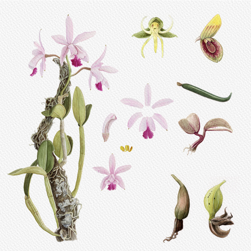 Botanical Illustration - Orchids 1 #70