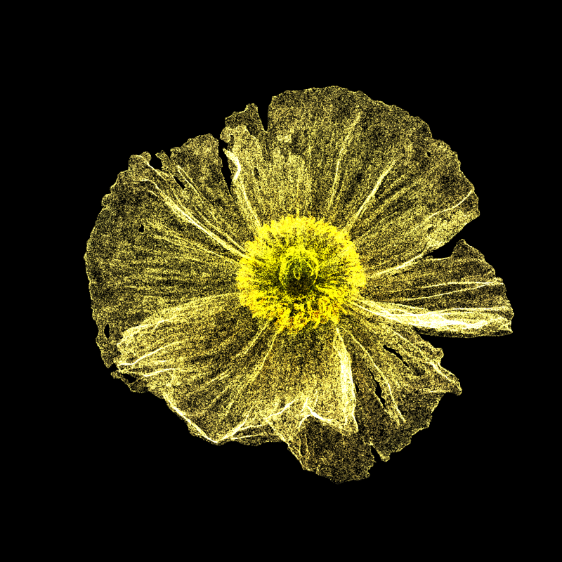 White Poppy 30 #134