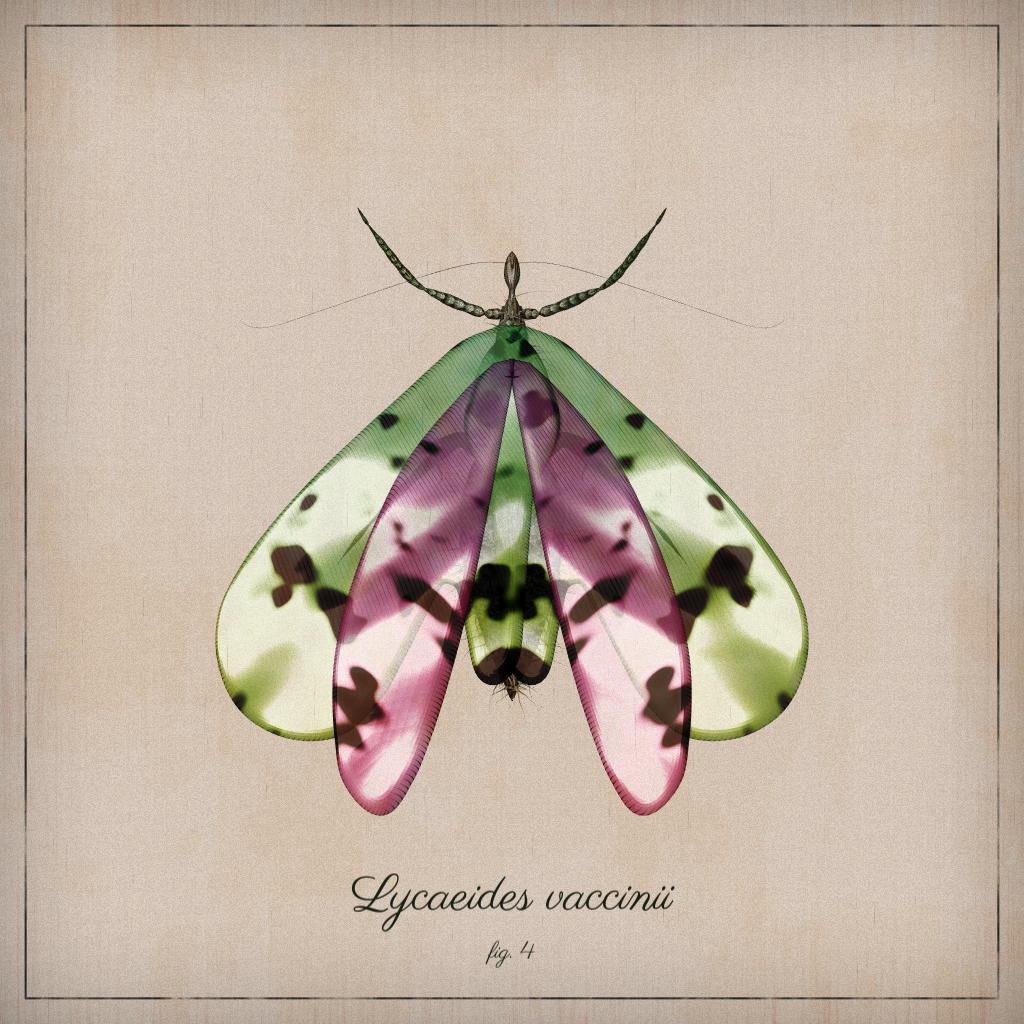 ProcGen Entomology #313