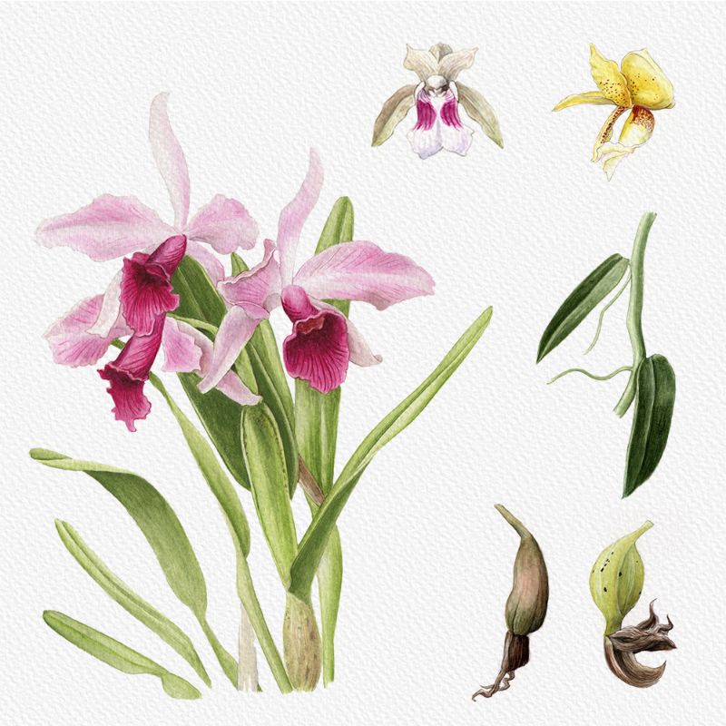 Botanical Illustration - Orchids 1 #92