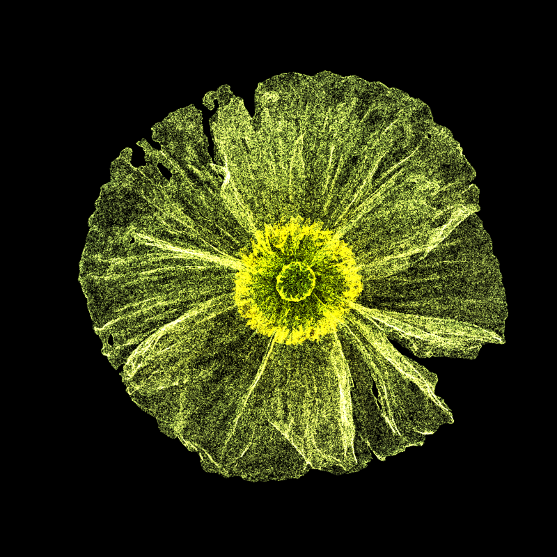 White Poppy 30 #12