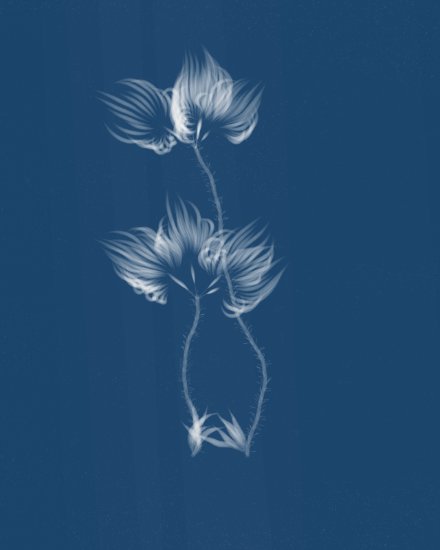 Cyanotypes #274