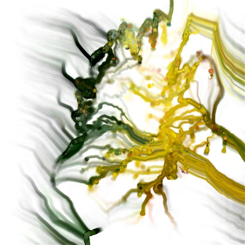 Hypericum #231